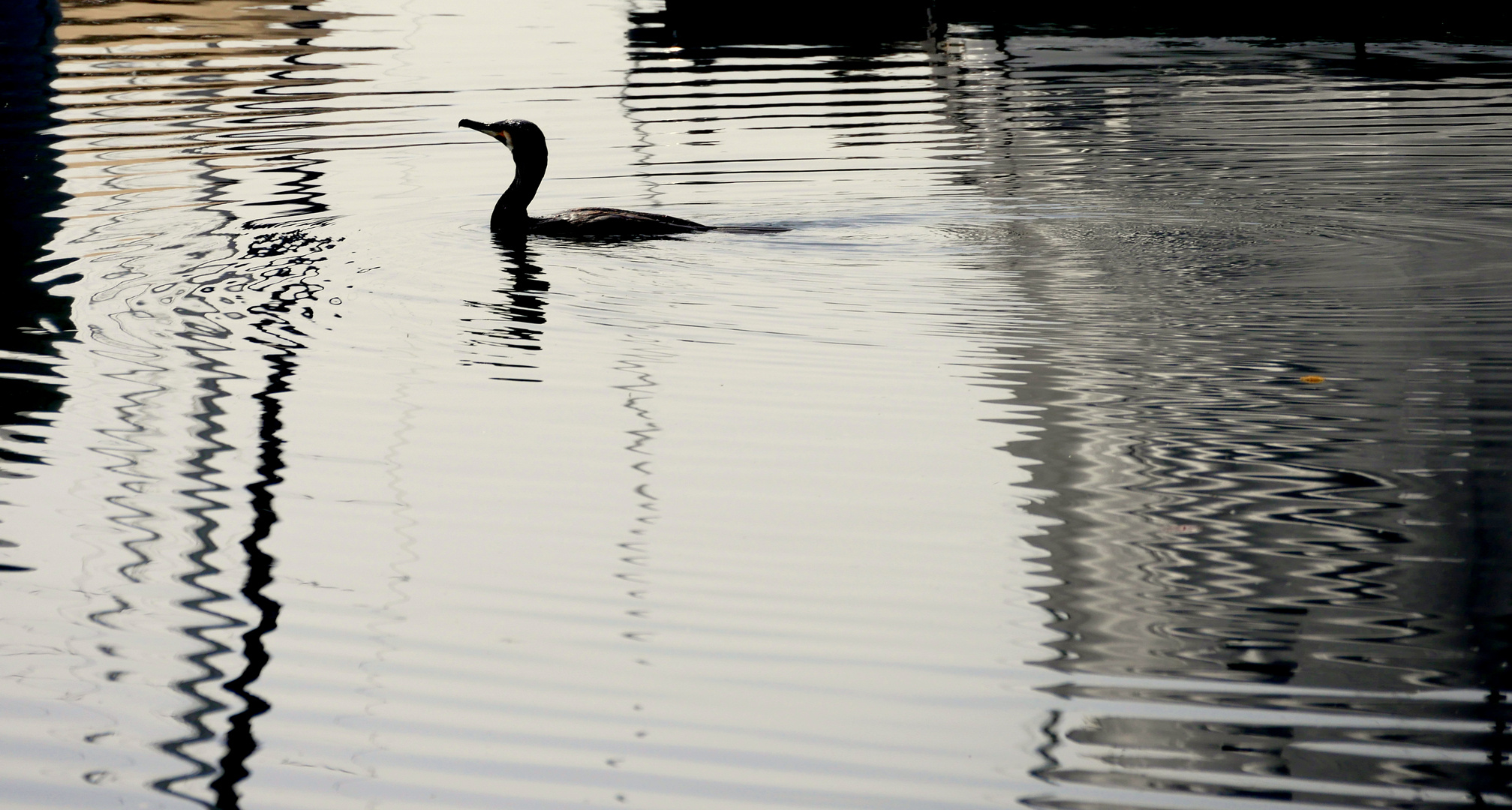 ...kormoran...zugersee ch