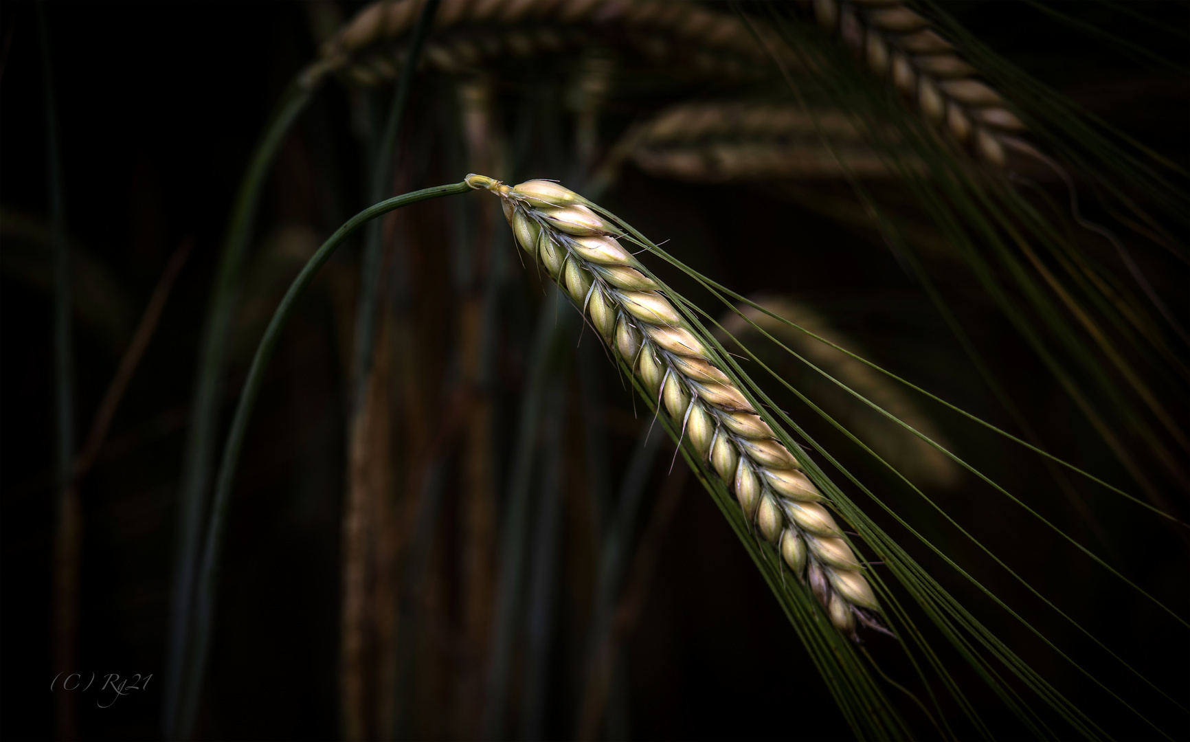 korn Foto & Bild pflanzen, pilze & flechten, naturmakros, getreide