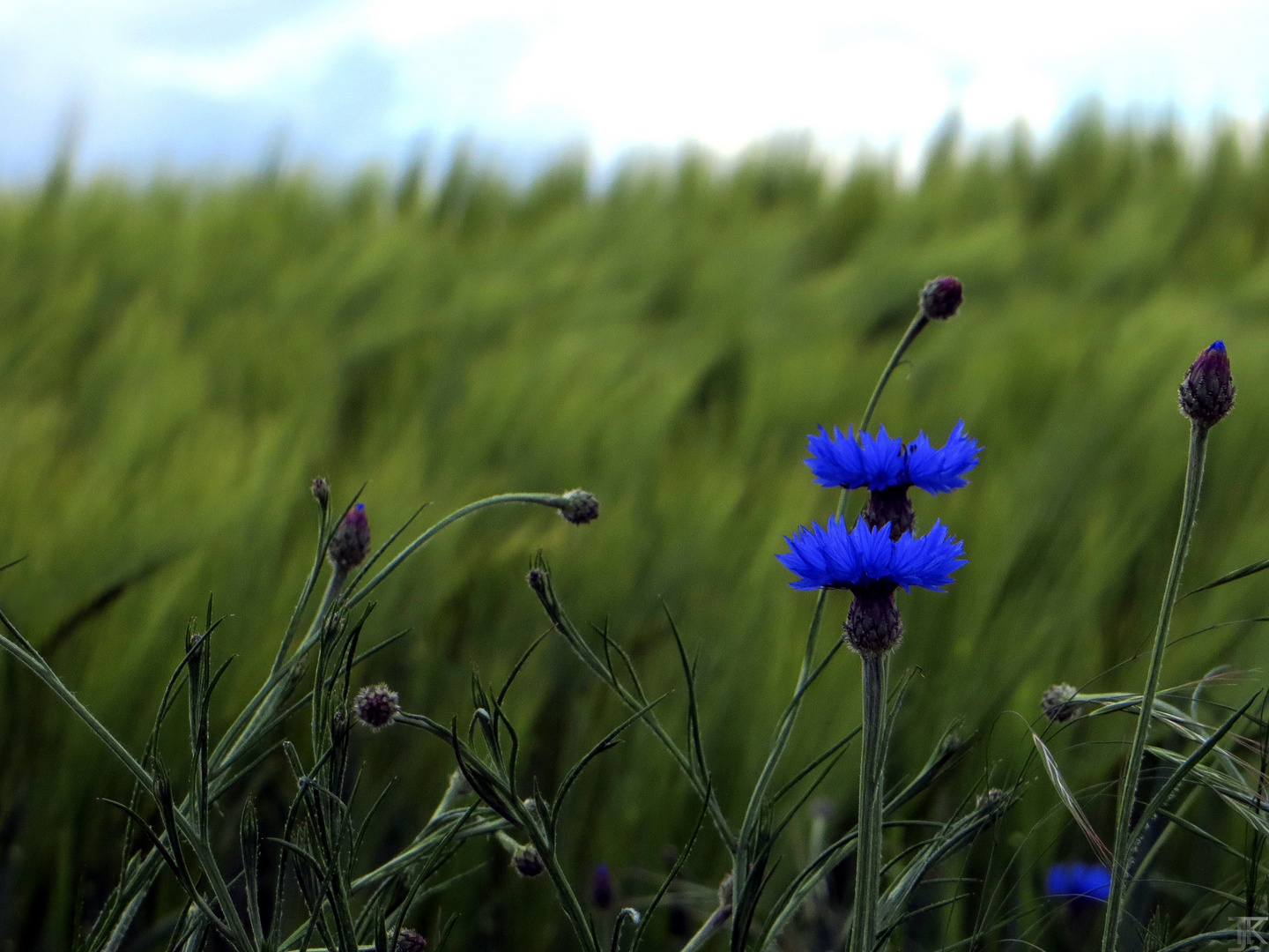 Korn Blumen Blau