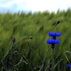 Korn Blumen Blau