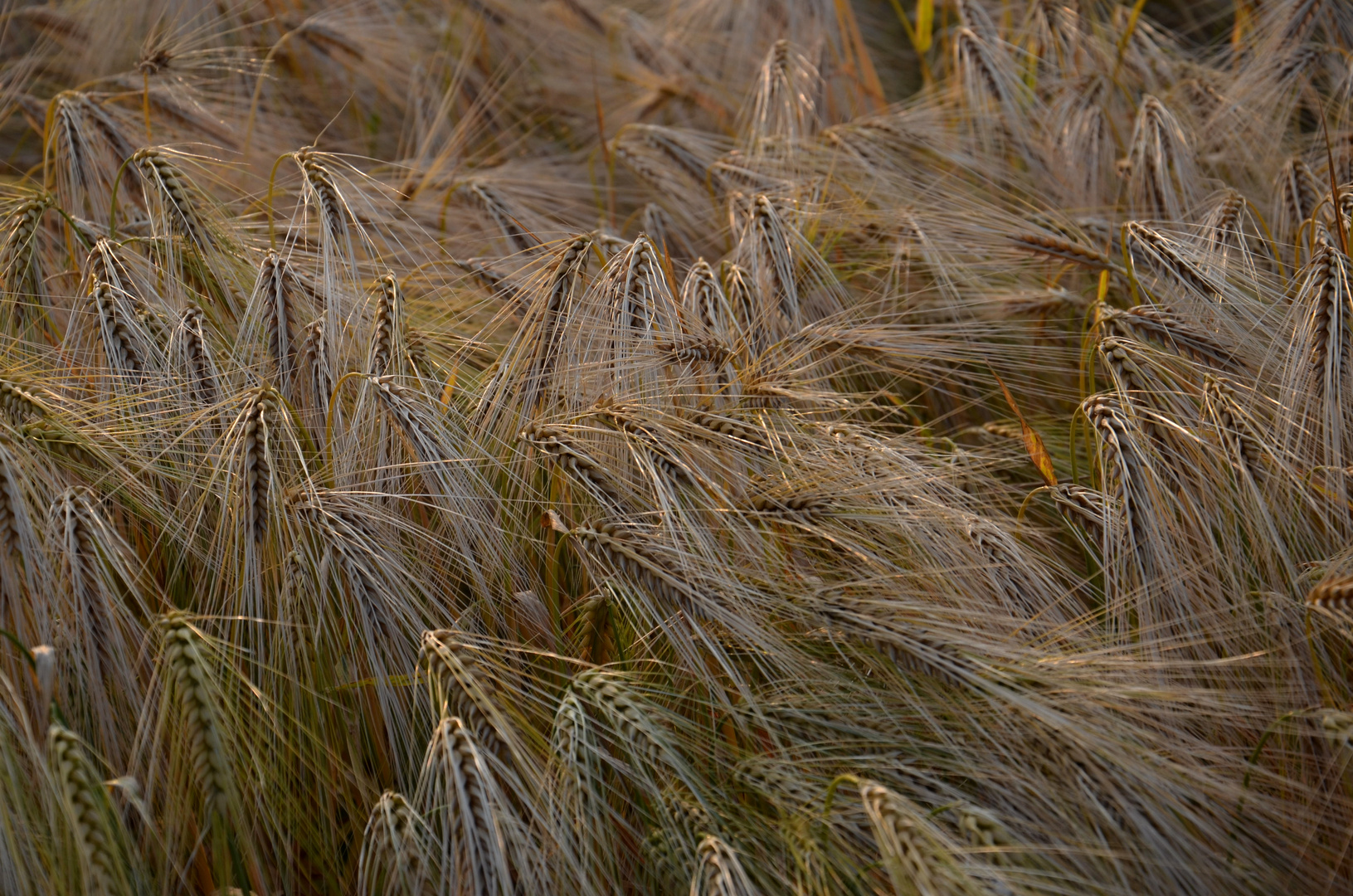 Korn-Feld im Wind