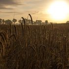 Korn im Sonnenaufgang