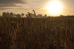 Korn im Sonnenaufgang