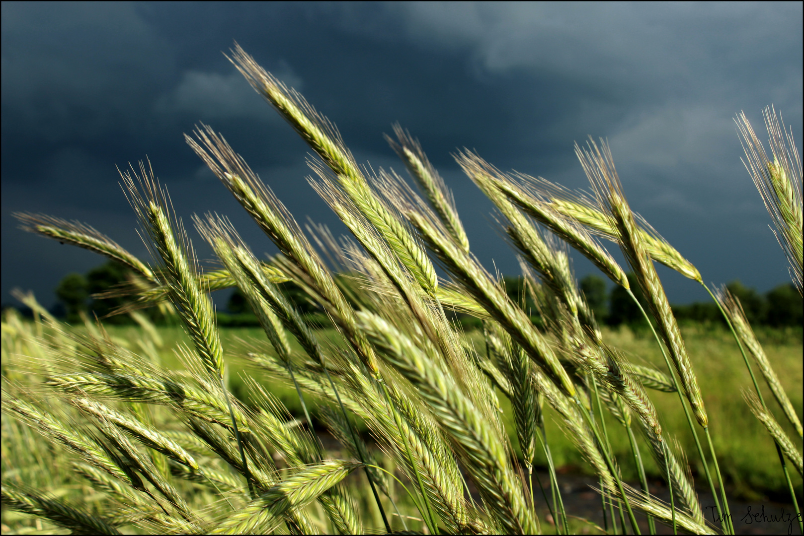 Korn im Wind