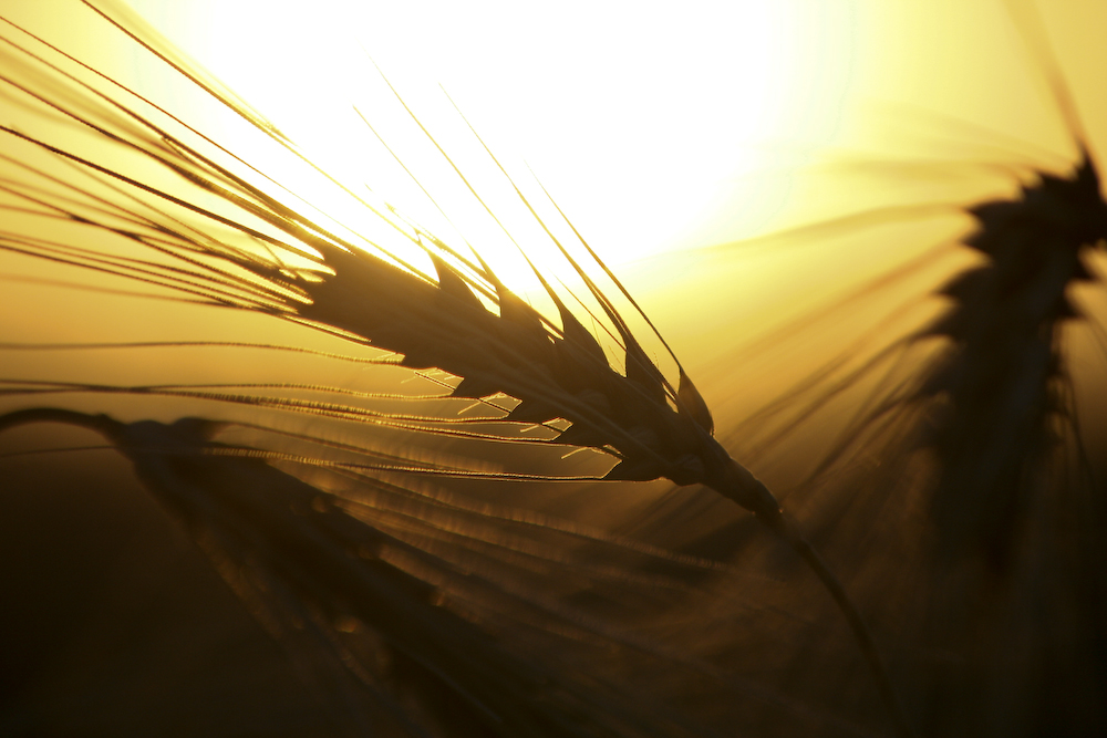 Korn in der Abendsonne