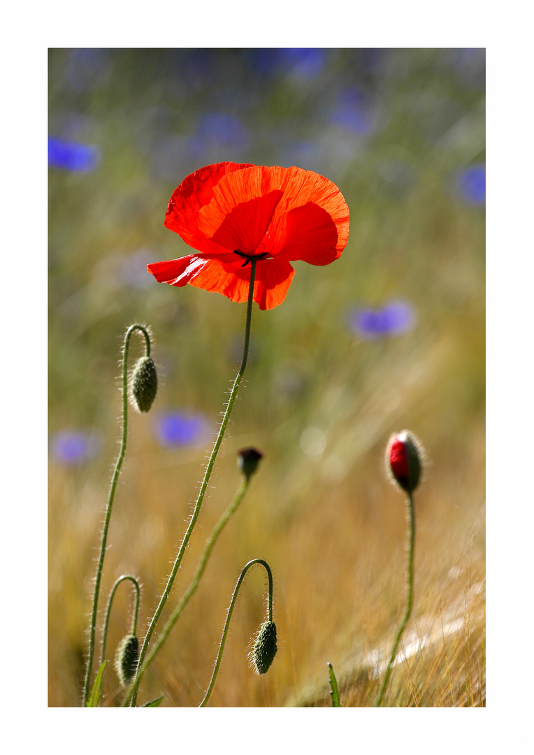 Korn-Mohn-Blumen