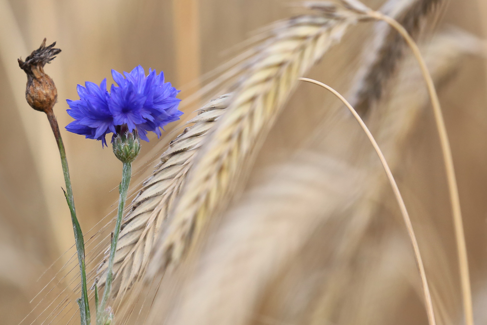 Korn und Blume