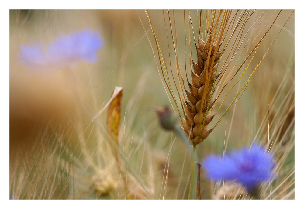 Korn und Blumen