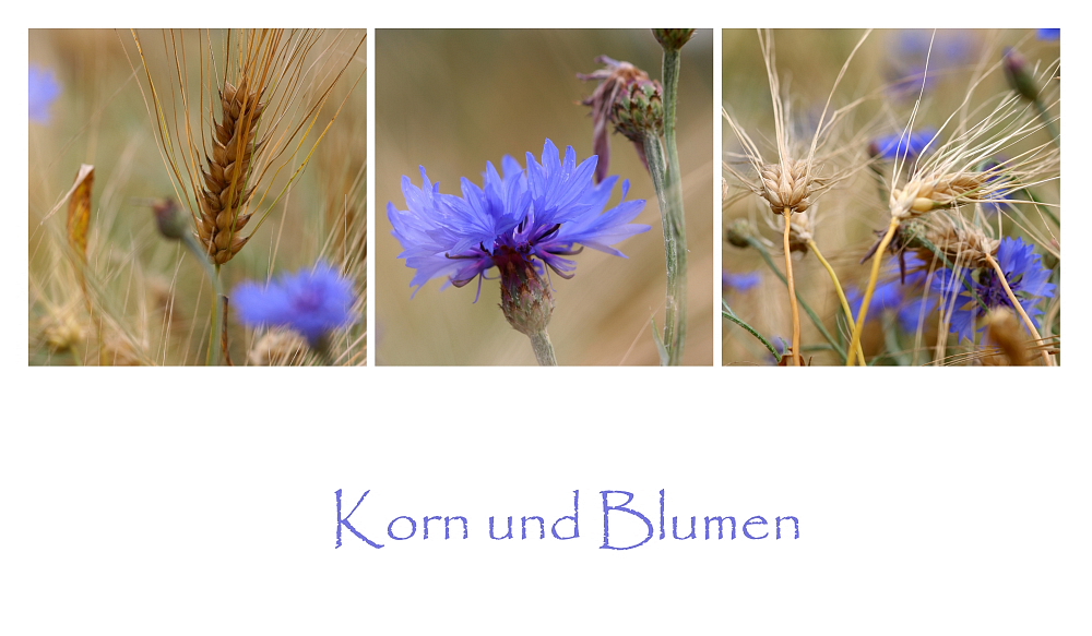 Korn und Blumen