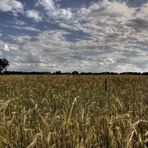 Korn und Cumulus