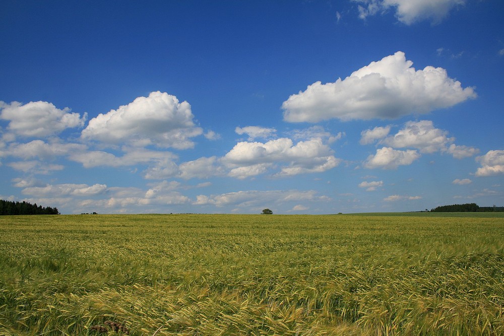 Korn und Himmel