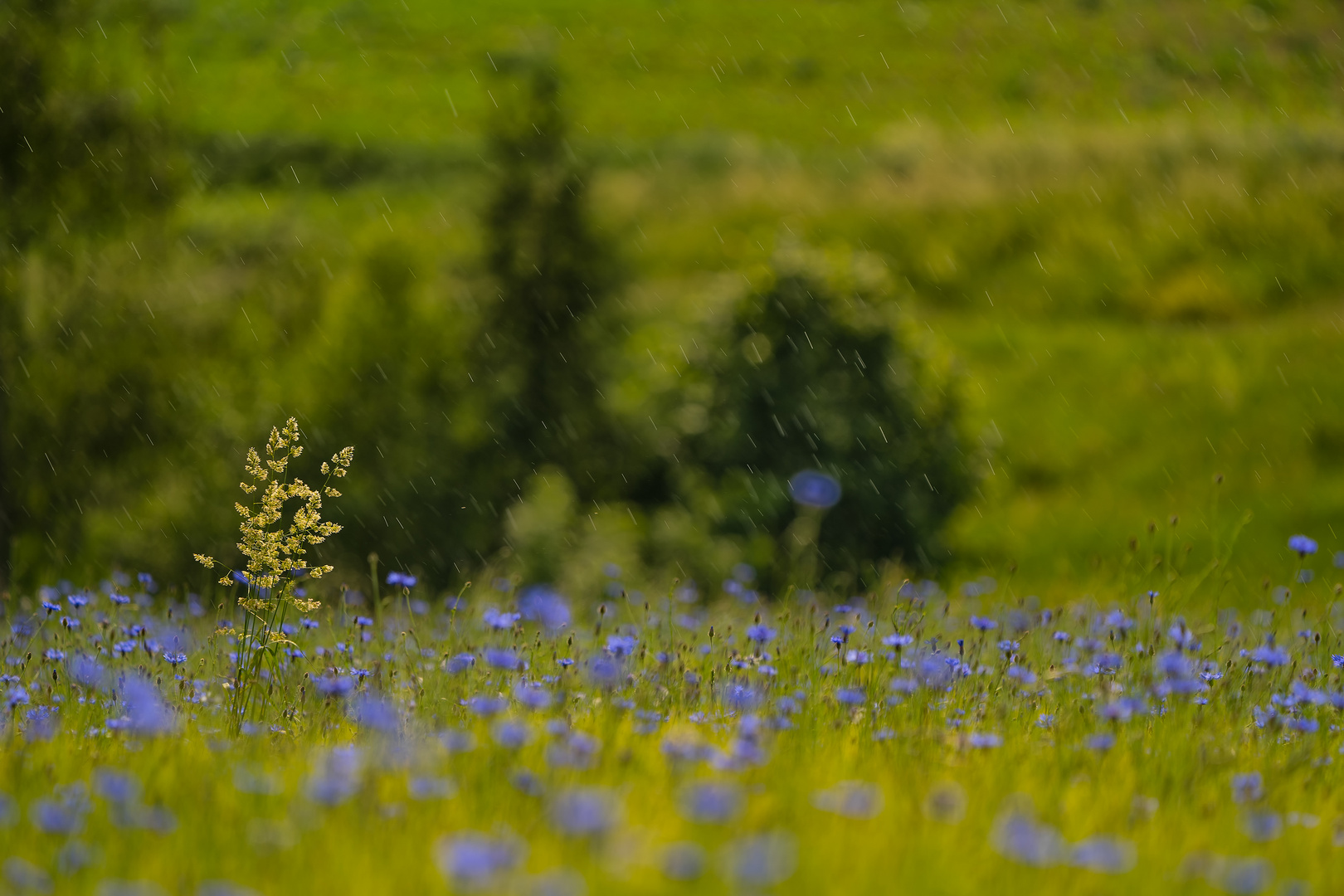 Korn und Kornblumen