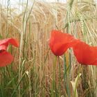 Korn und Mohn