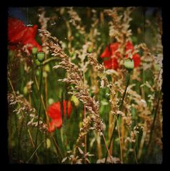 Korn und Mohn