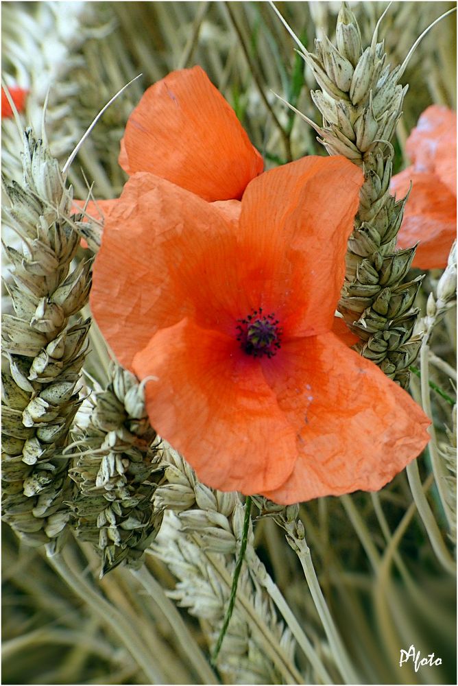 Korn-und-Mohn