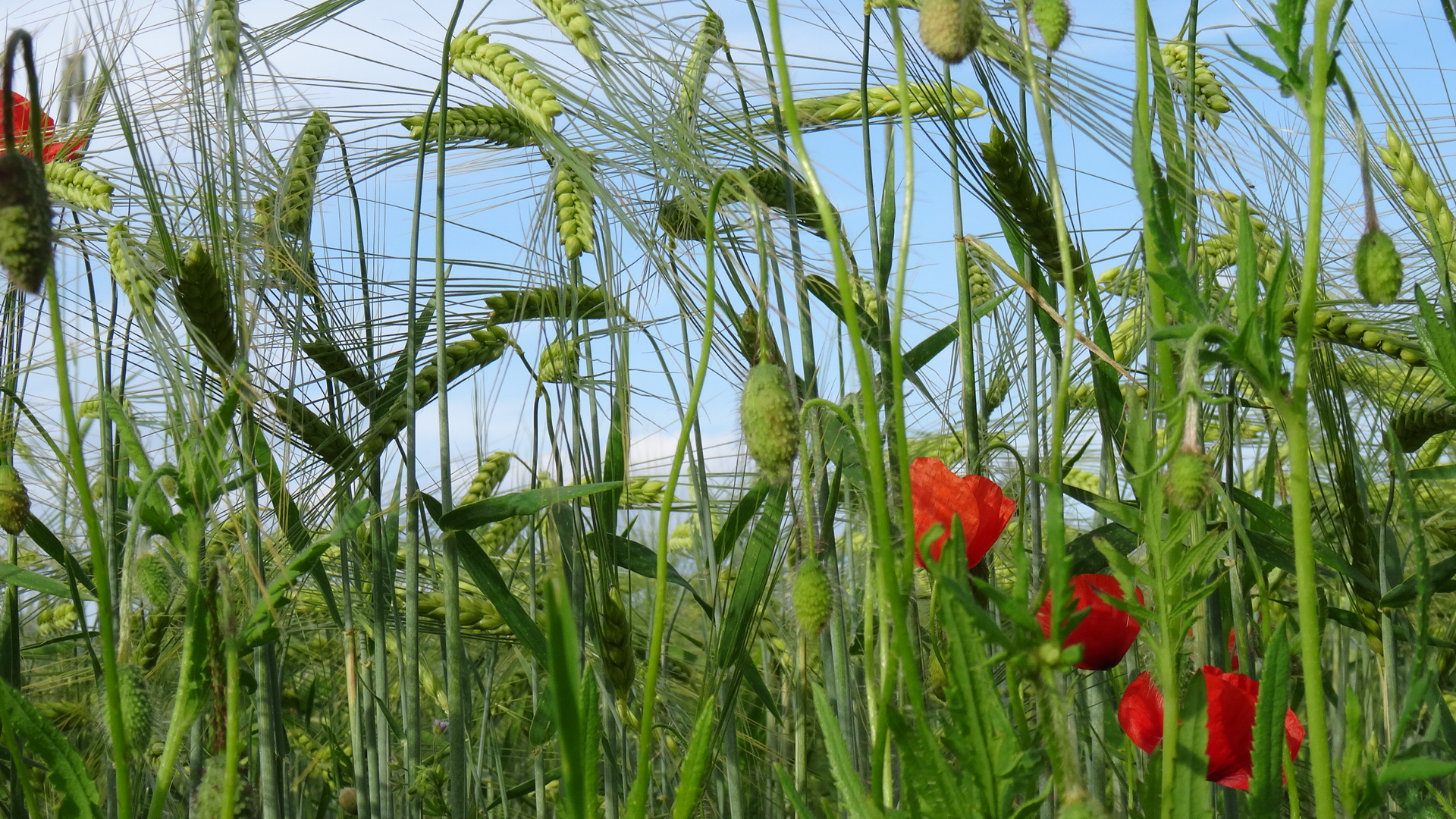 Korn und Mohn