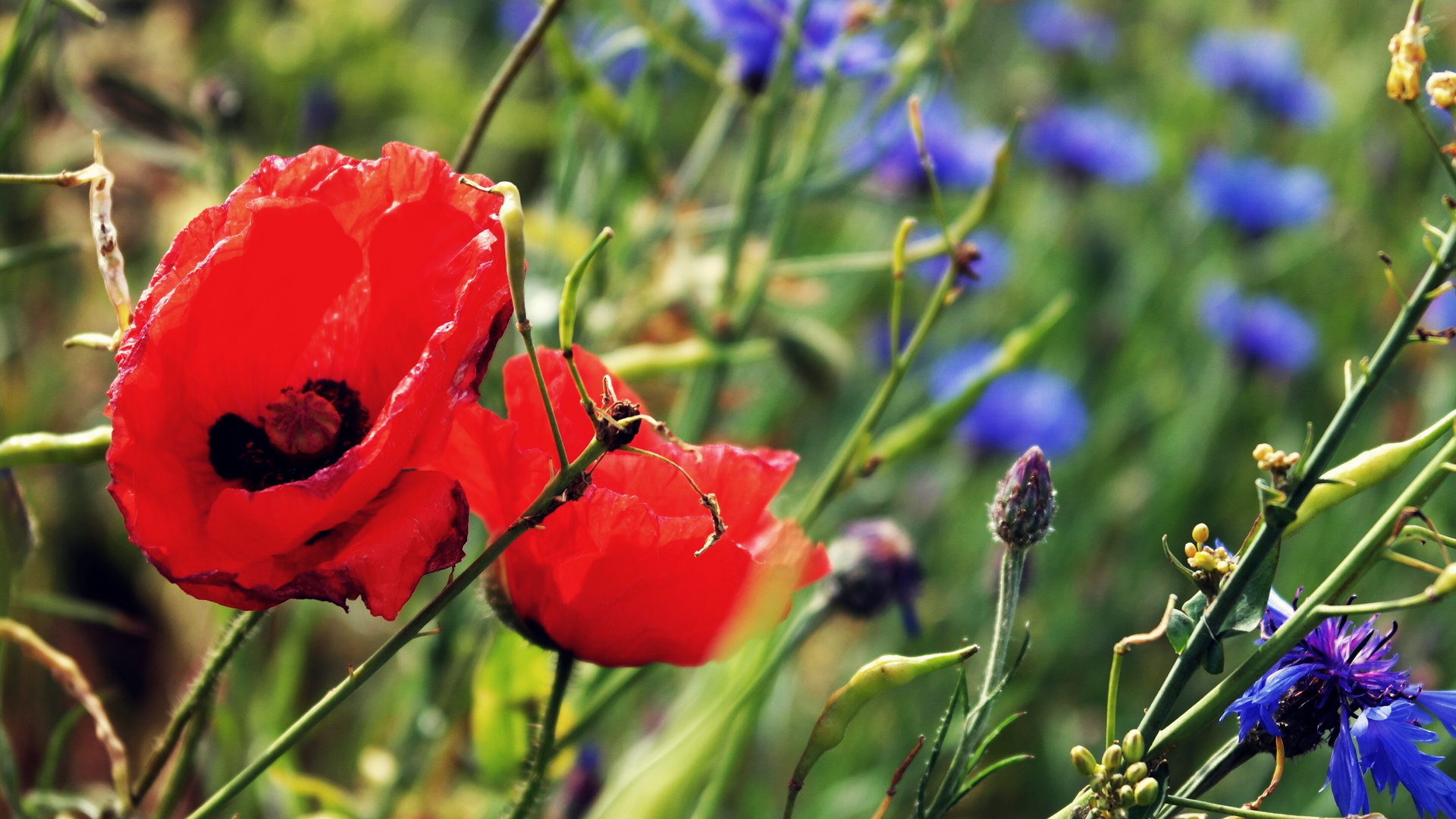 Korn und Mohn