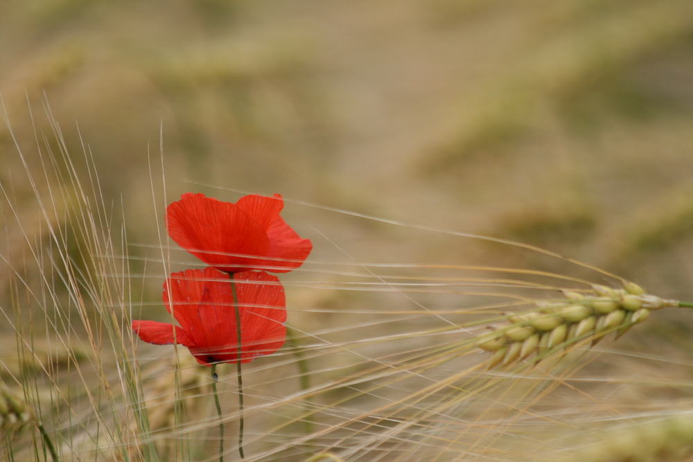 Korn und Mohn