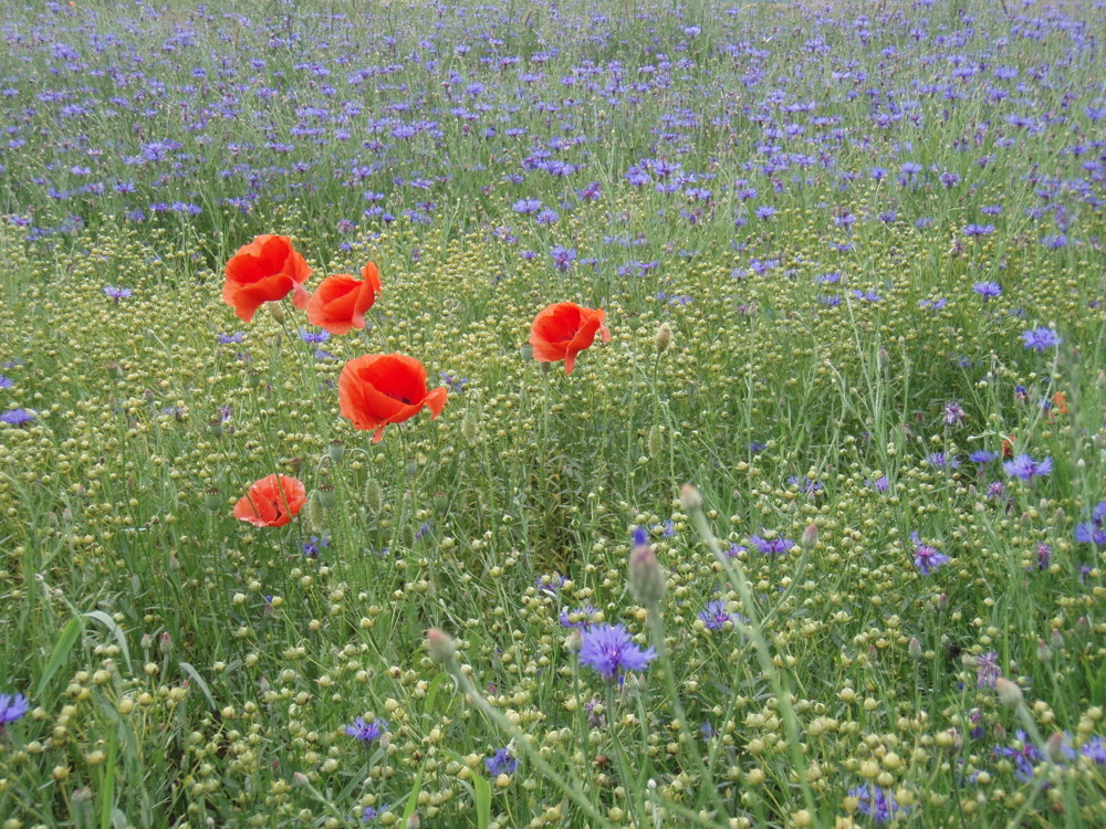 Korn- und Mohnblumen