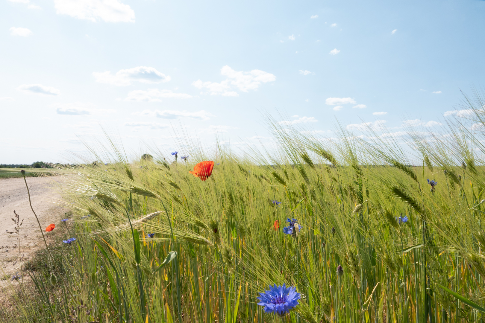 Korn,- und Mohnblumen am Wegesrand