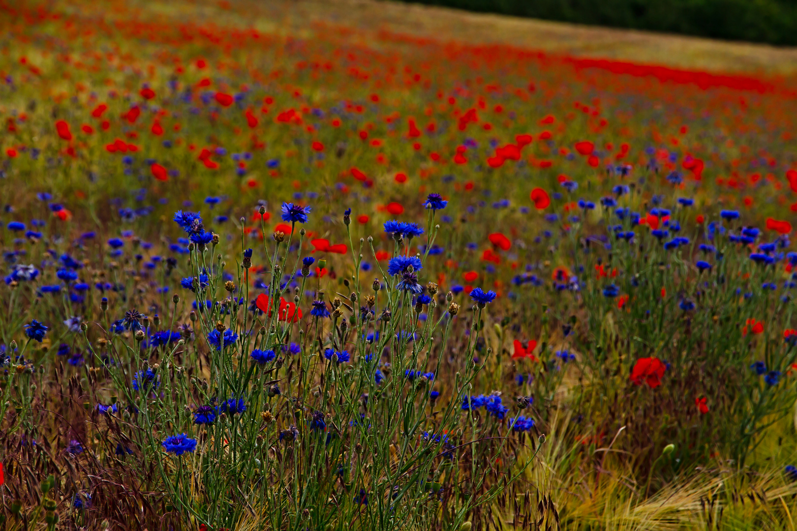 Korn-und Mohnblumen in einen Feld