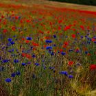 Korn-und Mohnblumen in einen Feld