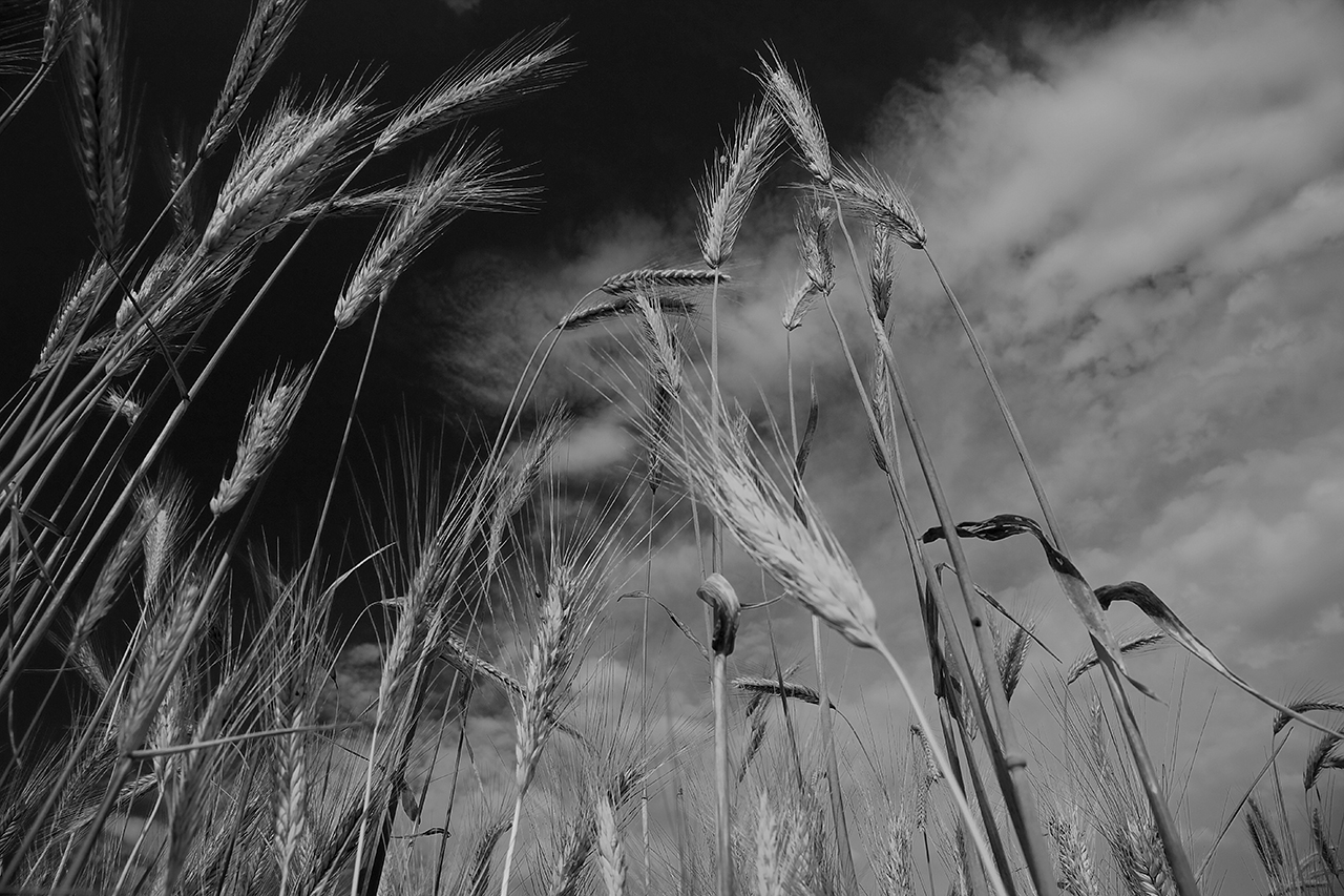 Korn und Wolken