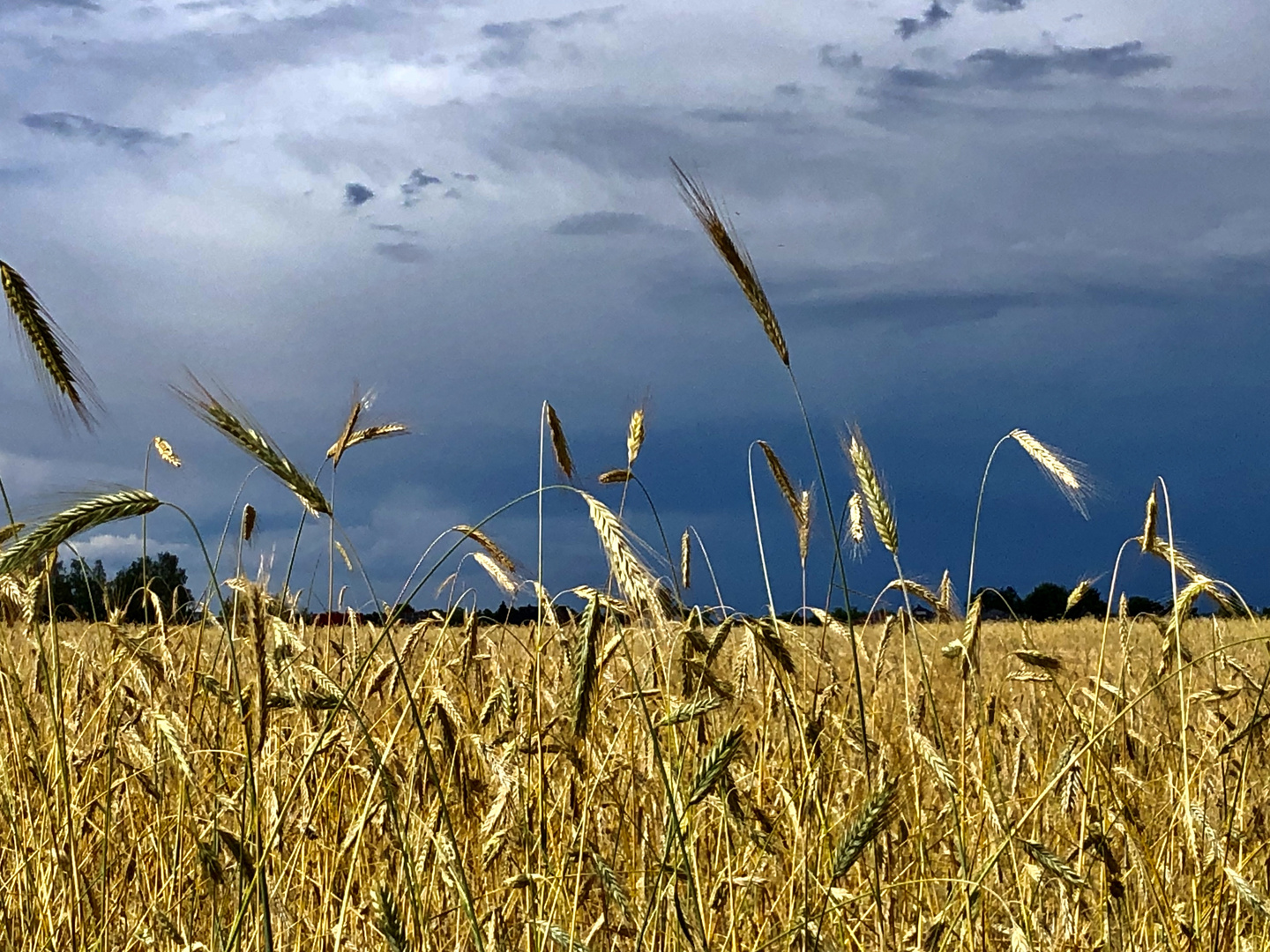 Korn vor Gewitter