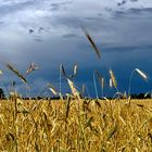 Korn vor Gewitter