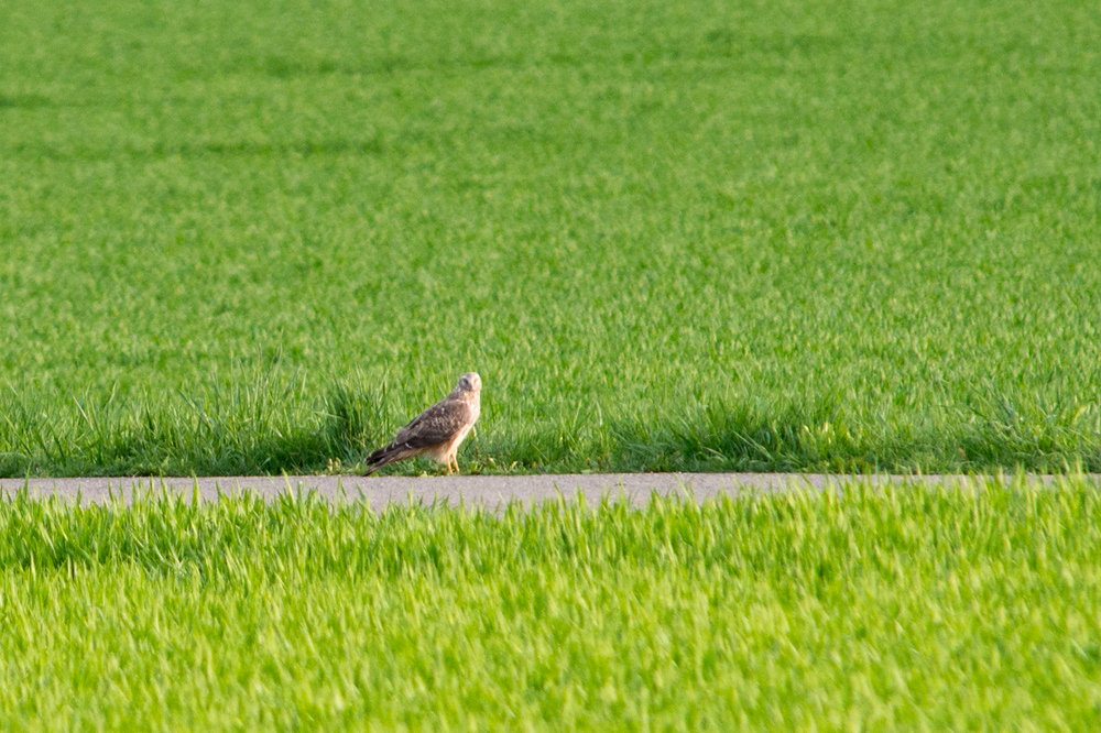 Korn, Wiese oder Steppe, das ist hier die Frage