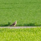 Korn, Wiese oder Steppe, das ist hier die Frage