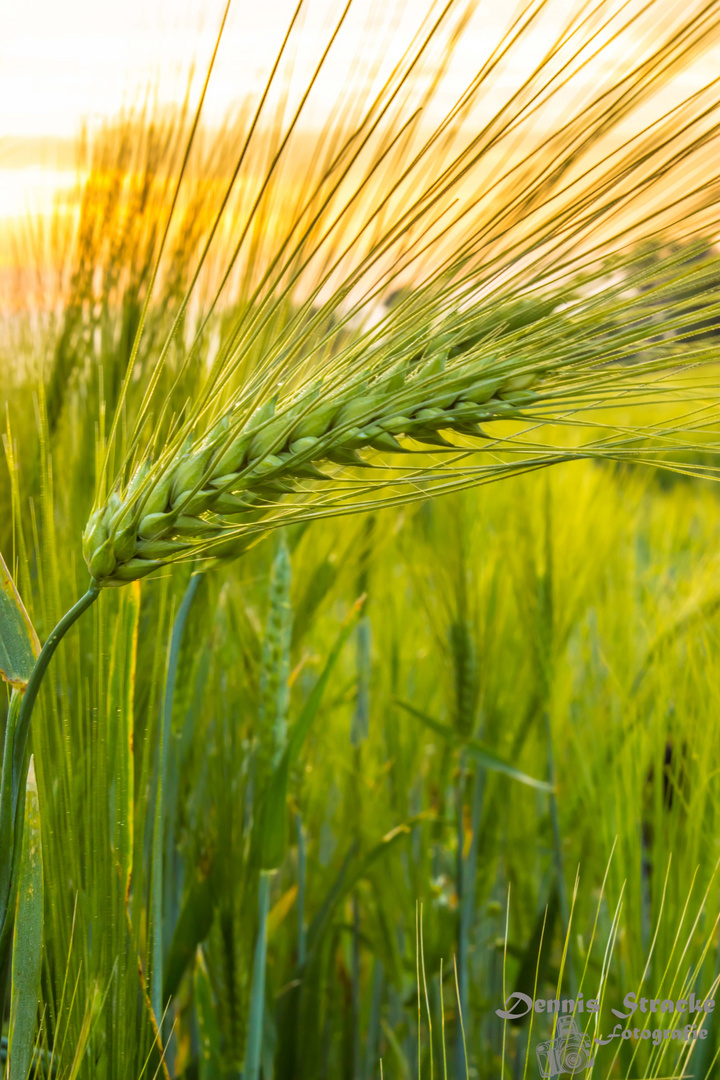 Kornähre im Sommer