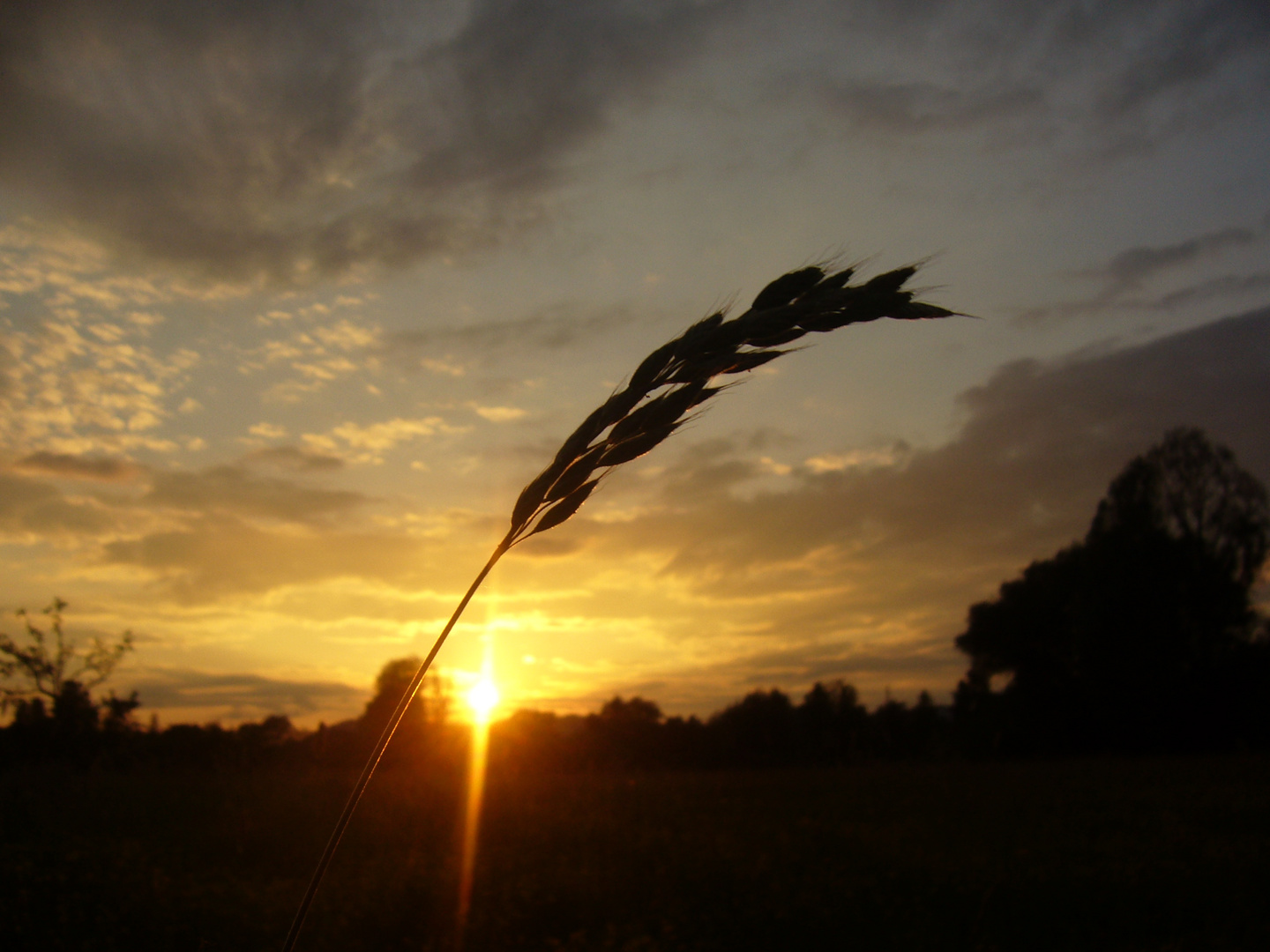 Kornähre im Sonnenuntergang