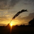 Kornähre im Sonnenuntergang