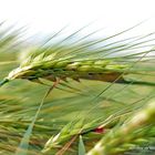 Kornähre im Wind