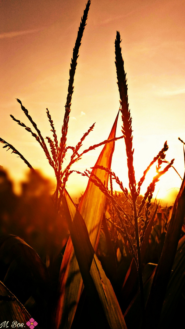 Kornähren bei Sonnenuntergang