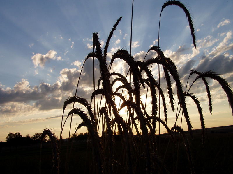 Kornähren im Sonnenuntergang