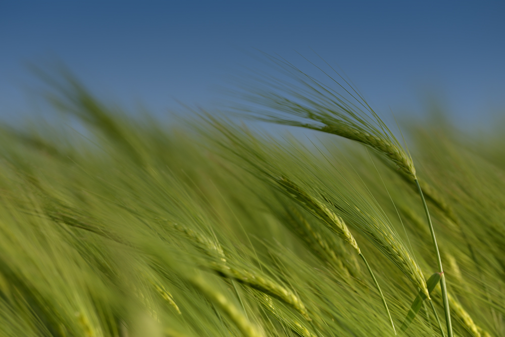 Kornähren im Wind