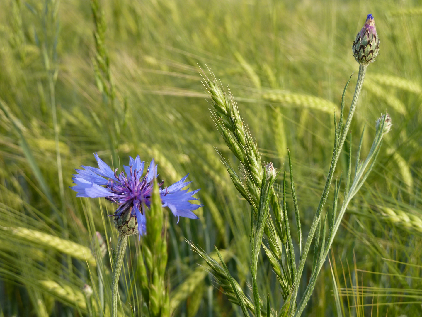 Kornblümchen, aufgenommen - Blümchen, auf's Korn genommen...