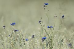 Kornblümchen im Spätsommer