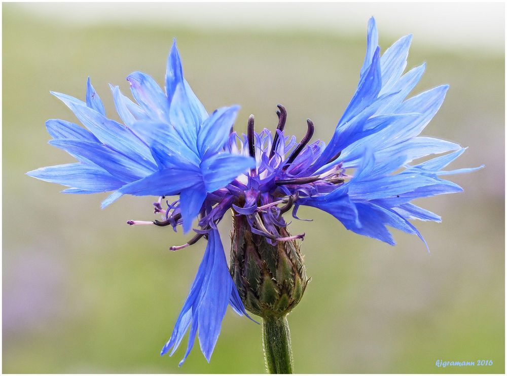 kornbl te Foto Bild blau natur blumen Bilder kornbl te Foto Bild blau natur blumen Bilder