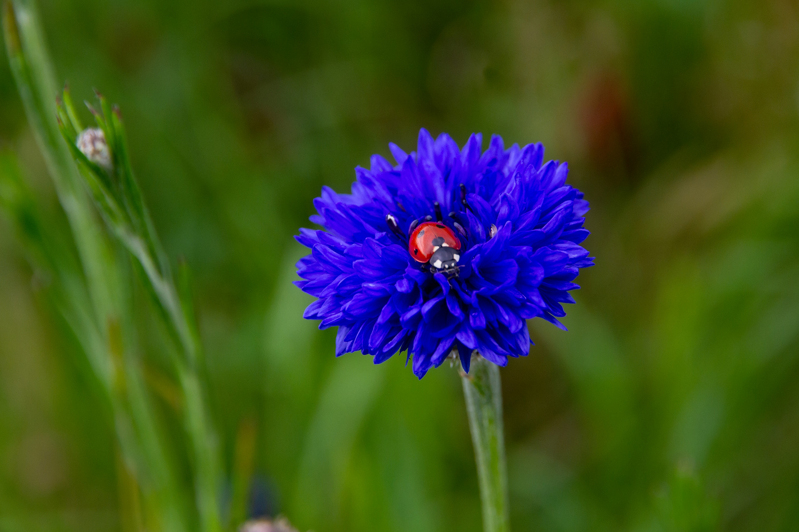 Kornblüte mit Marienkäfer