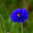 Kornblüte mit Marienkäfer