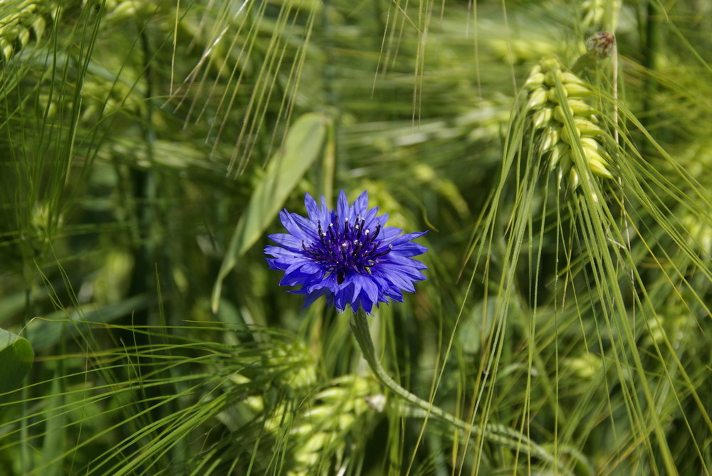 Kornblume by Daniel Haufler