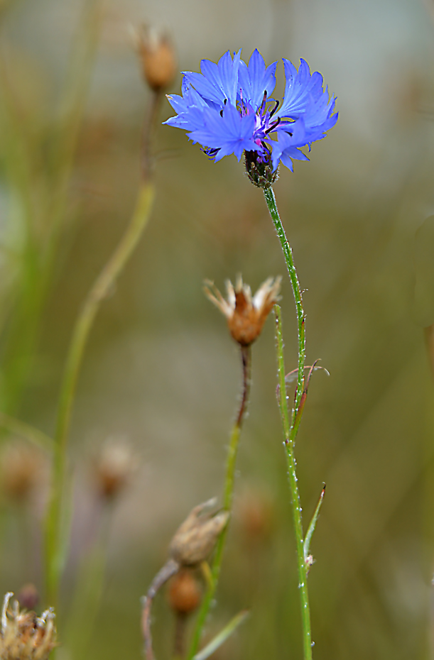 Kornblume