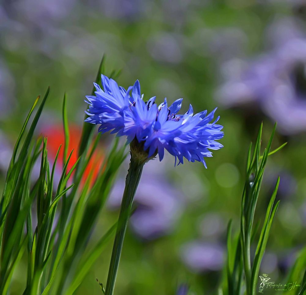 Kornblume Foto & Bild pflanzen, pilze & flechten, blüten