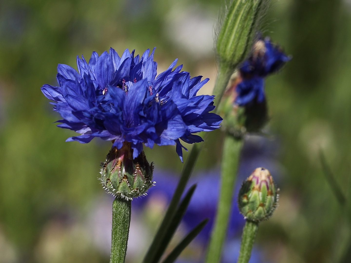 Kornblume (2019_07_02_EOS 6D Mark II_4925_ji)