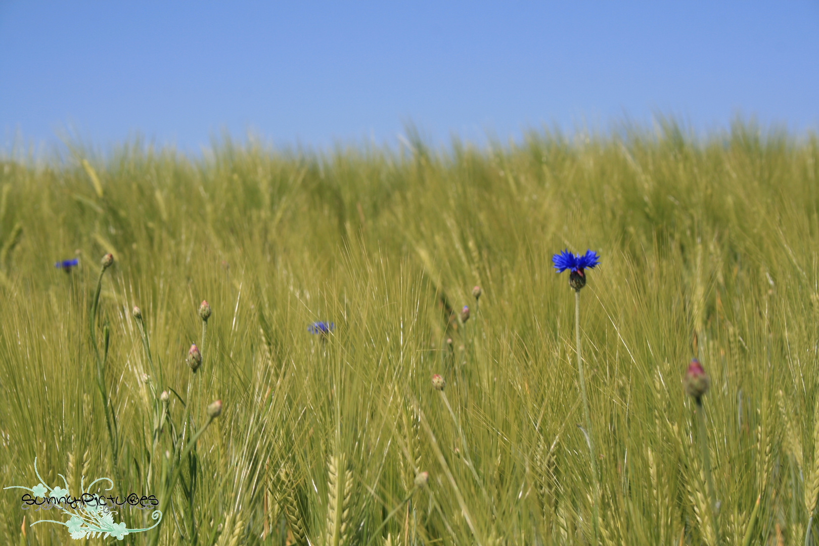 Kornblume