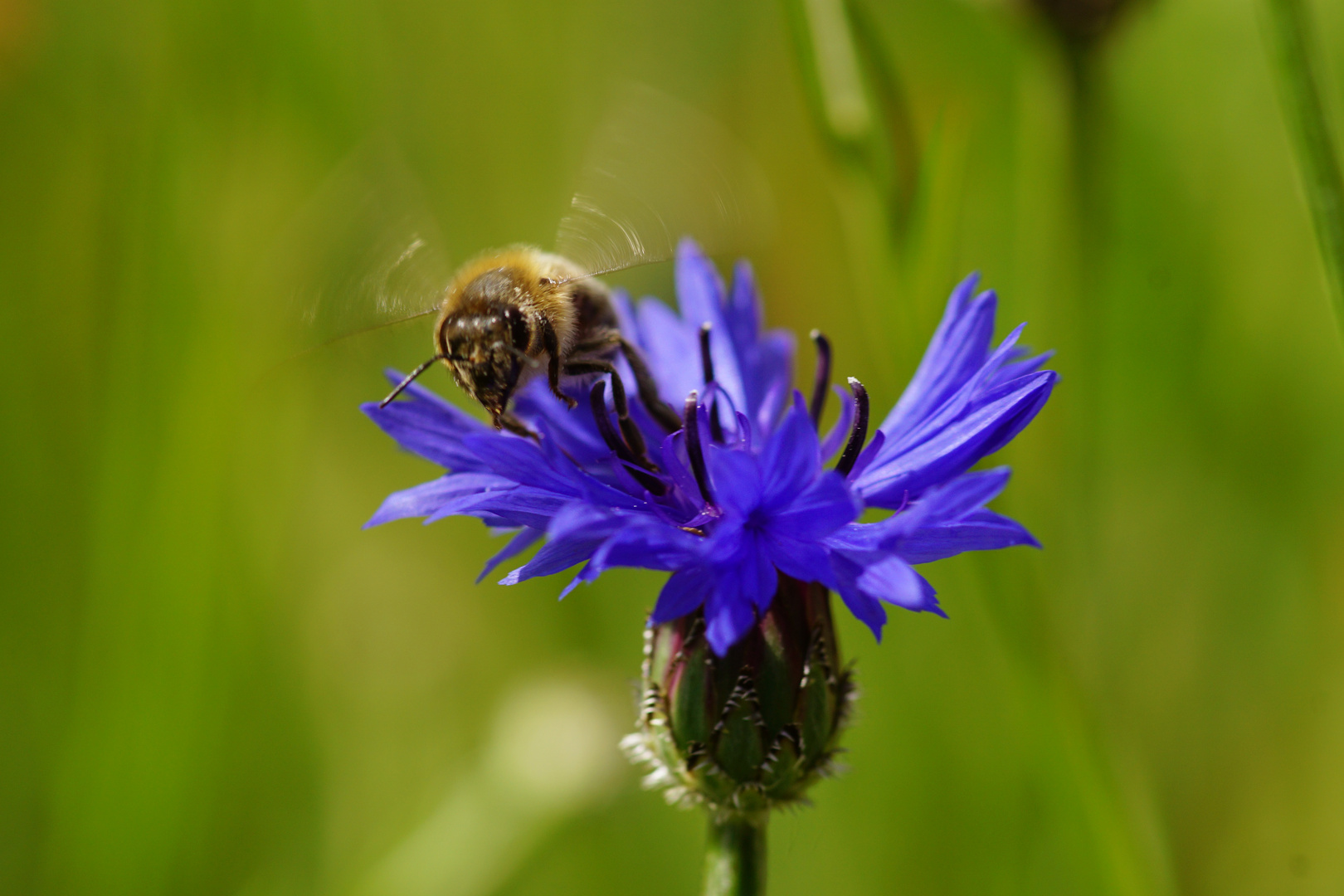 Kornblume