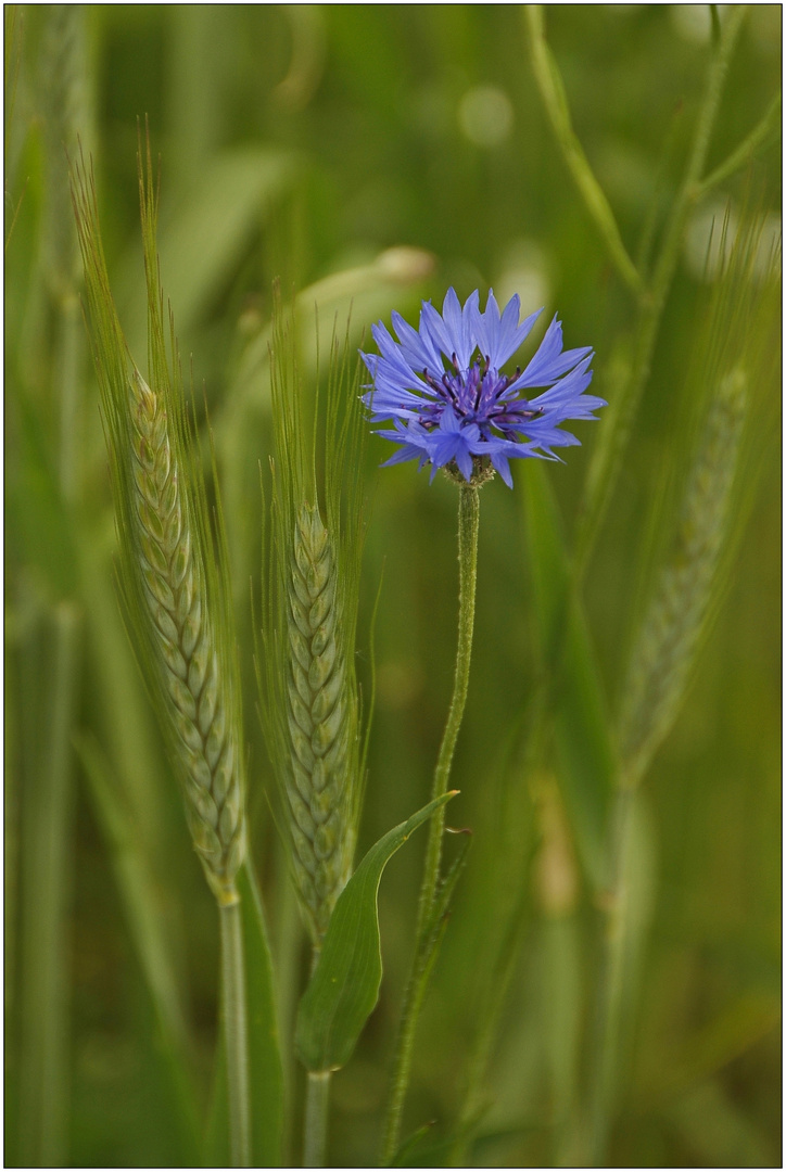 Kornblume